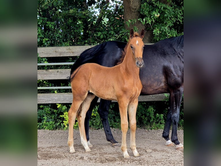 Oldenburg Stallion  16,2 hh Chestnut in Westerstede