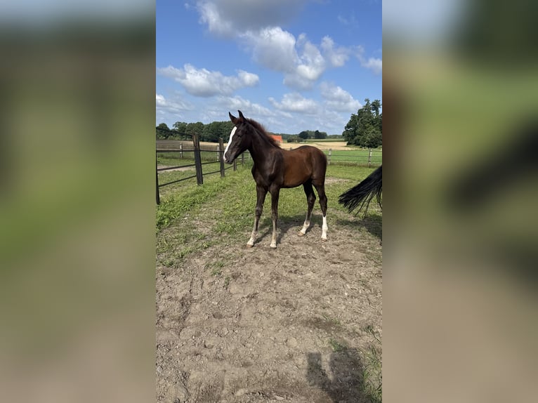 Oldenburg Stallion Foal (04/2025) 16,2 hh Chestnut in Osnabr&#xFC;ck