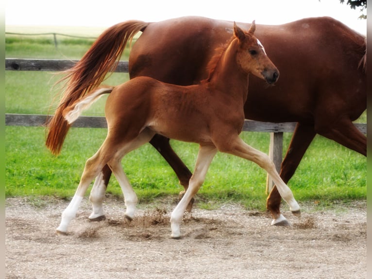 Oldenburg Stallion Foal (05/2025) 16,2 hh Chestnut-Red in Bersenbr&#xFC;ck