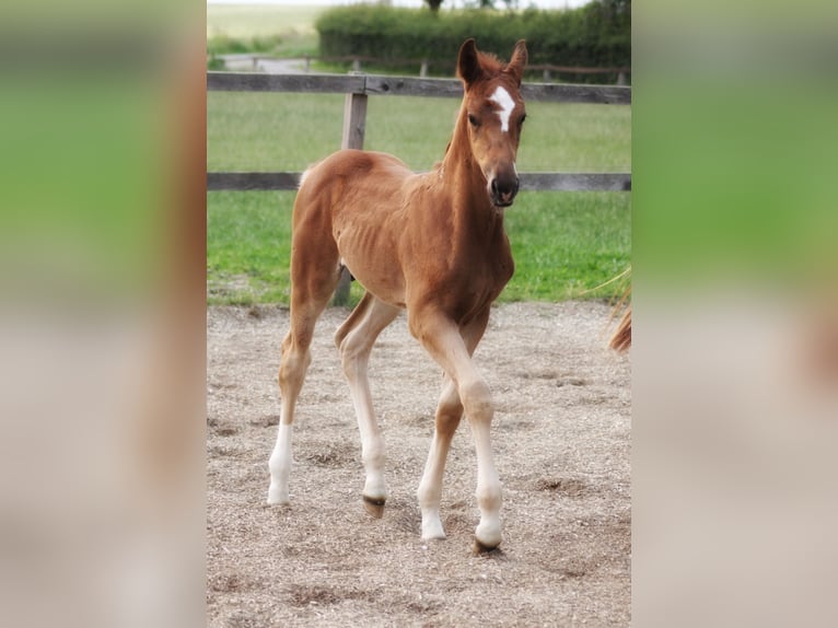 Oldenburg Stallion Foal (05/2025) 16,2 hh Chestnut-Red in Bersenbr&#xFC;ck