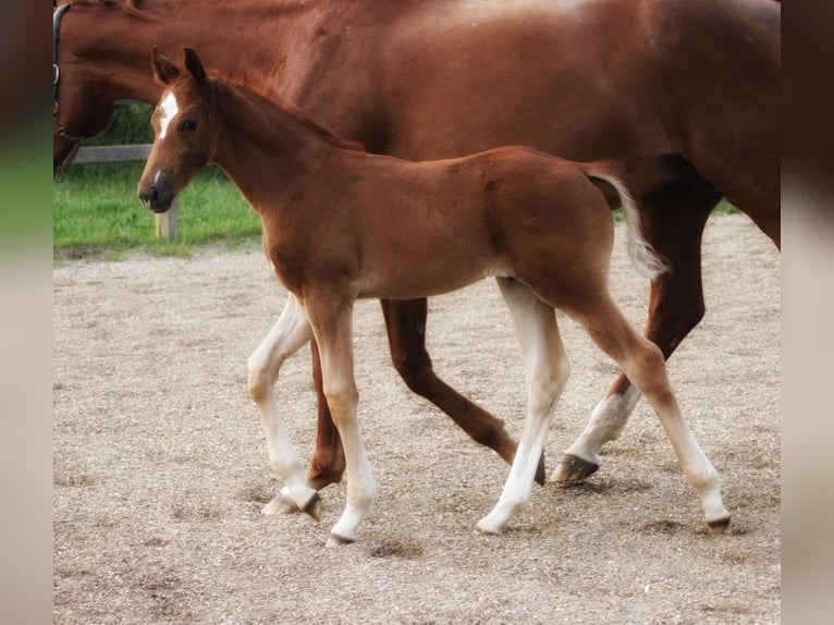 Oldenburg Stallion Foal (05/2025) 16,2 hh Chestnut-Red in Bersenbr&#xFC;ck