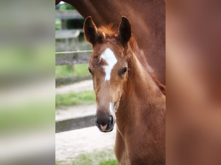Oldenburg Stallion Foal (05/2025) 16,2 hh Chestnut-Red in Bersenbr&#xFC;ck