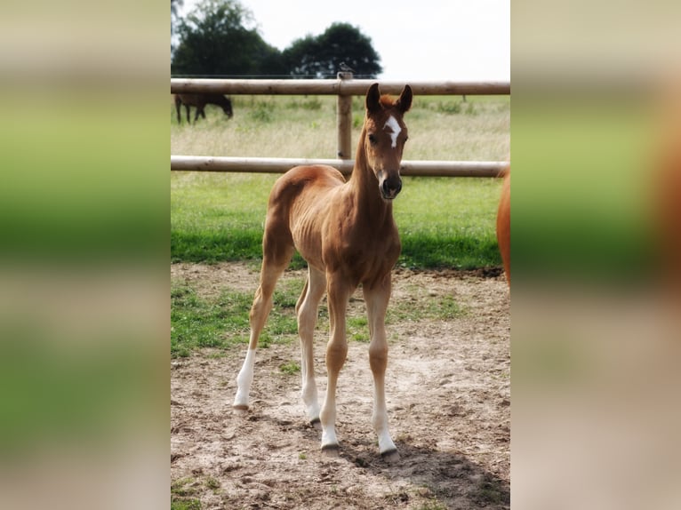 Oldenburg Stallion Foal (05/2025) 16,2 hh Chestnut-Red in Bersenbr&#xFC;ck