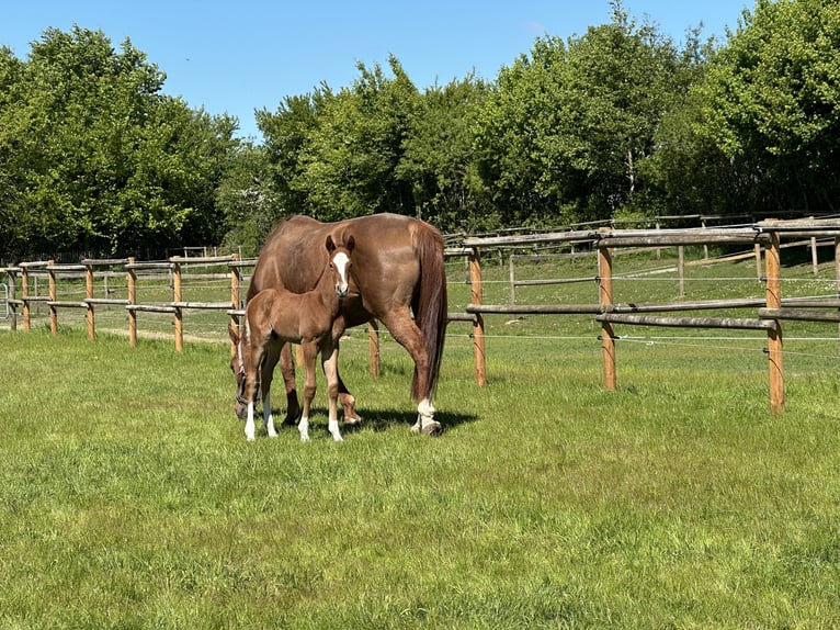 Oldenburg Stallion Foal (05/2025) 16,2 hh Chestnut-Red in Braderup