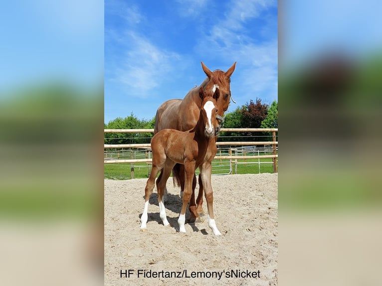 Oldenburg Stallion Foal (05/2025) 16,2 hh Chestnut-Red in Braderup