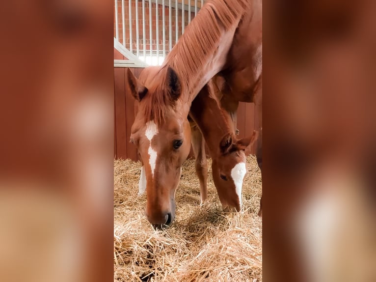 Oldenburg Stallion Foal (05/2025) 16,2 hh Chestnut-Red in Braderup