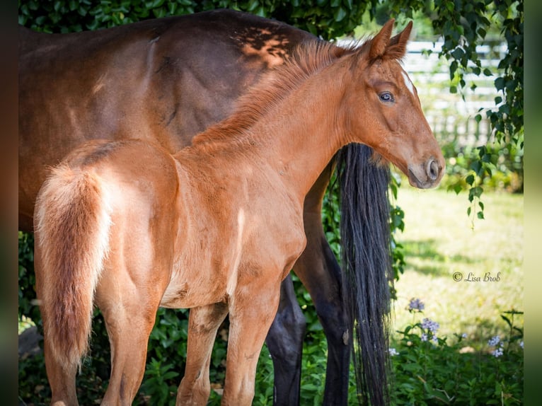 Oldenburg Stallion  16,2 hh Chestnut-Red in Senden