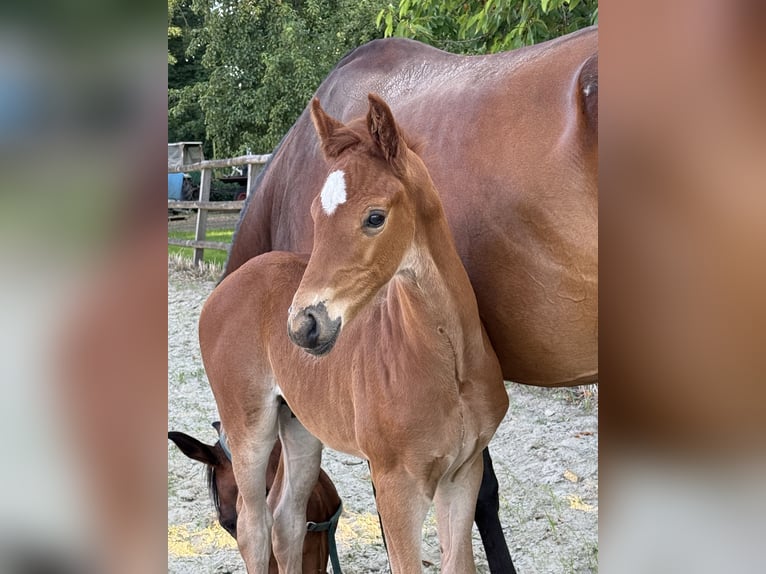 Oldenburg Stallion  16,2 hh Chestnut-Red in Twistringen