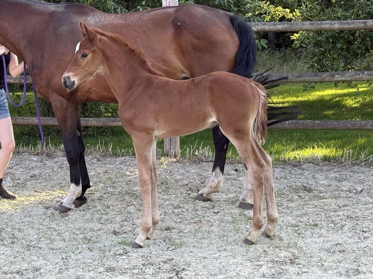 Oldenburg Stallion  16,2 hh Chestnut-Red in Twistringen