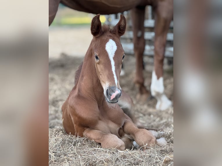 Oldenburg Stallion Foal (06/2025) 16,2 hh Chestnut-Red in Gro&#xDF;efehn Bagband