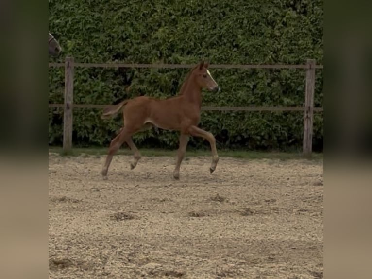 Oldenburg Stallion Foal (06/2025) 16,2 hh Chestnut-Red in Gro&#xDF;efehn Bagband