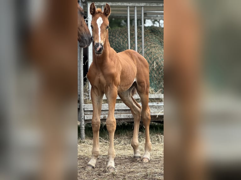 Oldenburg Stallion Foal (06/2025) 16,2 hh Chestnut-Red in Gro&#xDF;efehn Bagband
