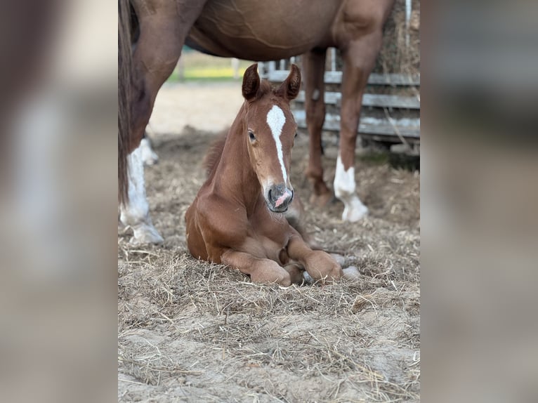 Oldenburg Stallion  16,2 hh Chestnut-Red in Gro&#xDF;efehn