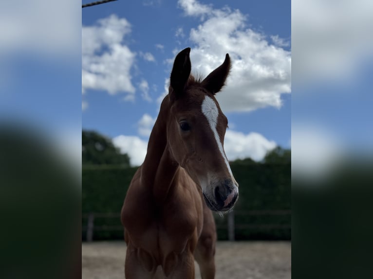 Oldenburg Stallion  16,2 hh Chestnut-Red in Gro&#xDF;efehn
