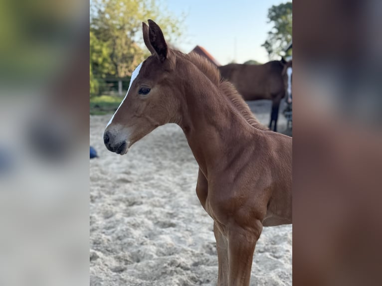 Oldenburg Stallion  16,2 hh Chestnut-Red in Gro&#xDF;efehn