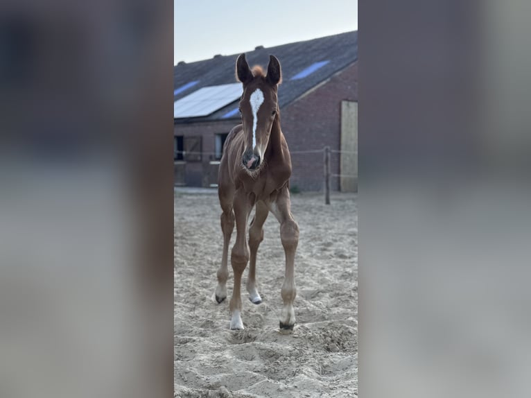 Oldenburg Stallion  16,2 hh Chestnut-Red in Gro&#xDF;efehn