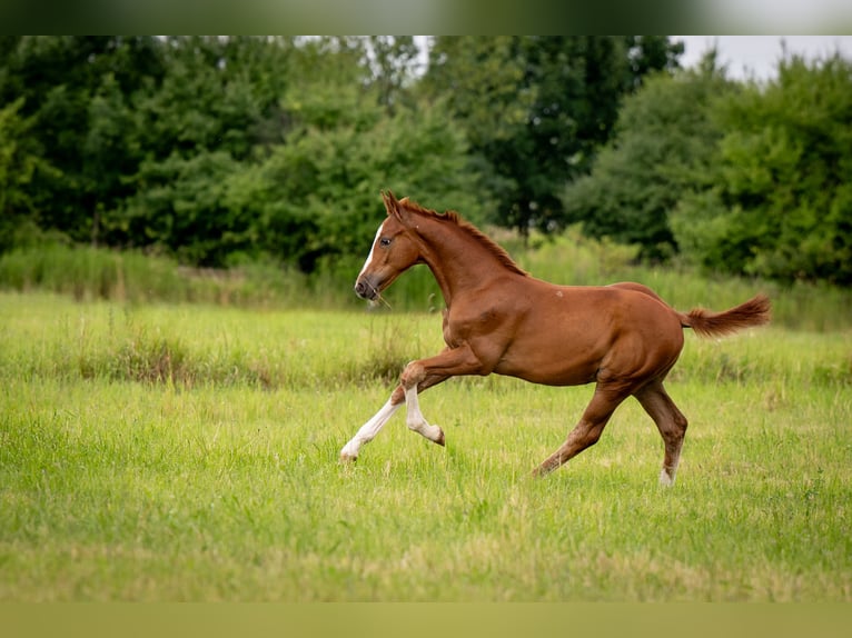 Oldenburg Stallion  16,2 hh Chestnut-Red in IWNO