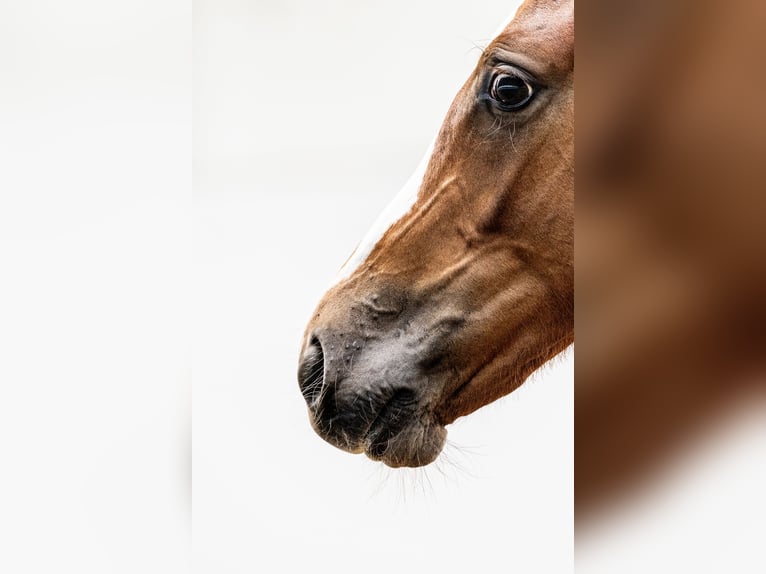 Oldenburg Stallion  16,2 hh Chestnut-Red in IWNO