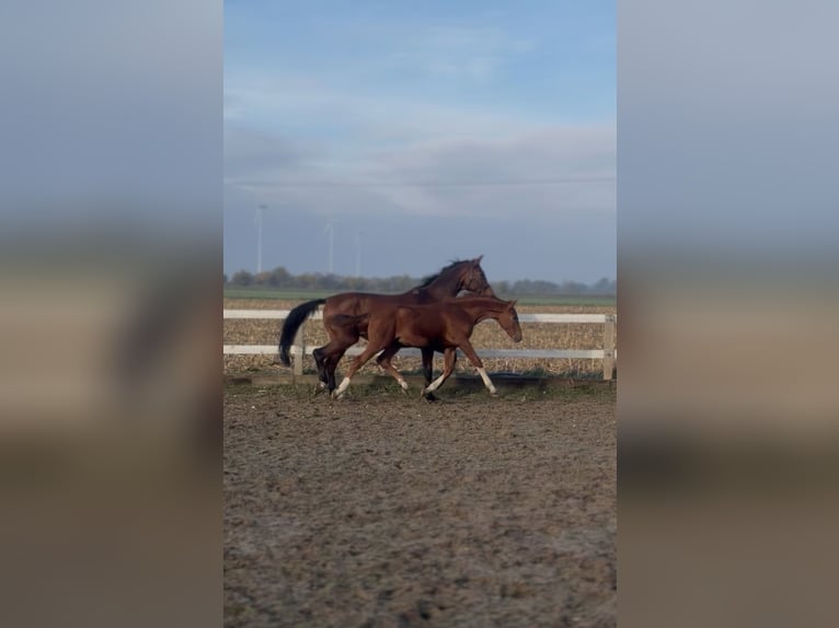 Oldenburg Stallion Foal (05/2025) 16,2 hh Chestnut-Red in Radziej&#xF3;w