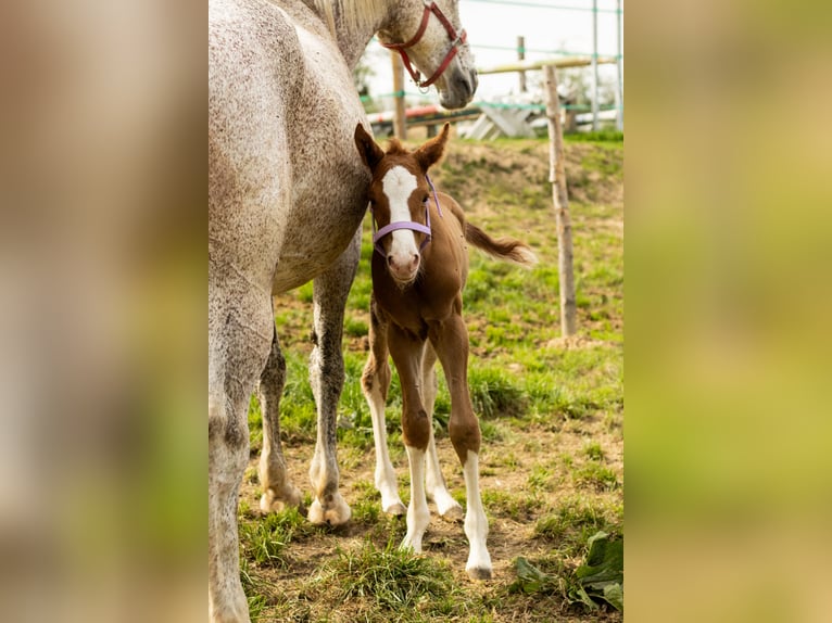Oldenburg Stallion  16,2 hh Chestnut-Red in Krasne-Lasocice