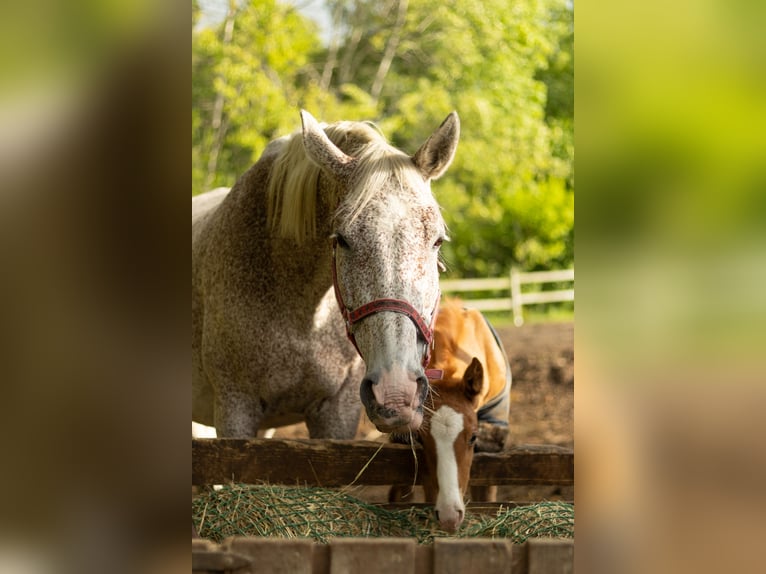 Oldenburg Stallion  16,2 hh Chestnut-Red in Krasne-Lasocice