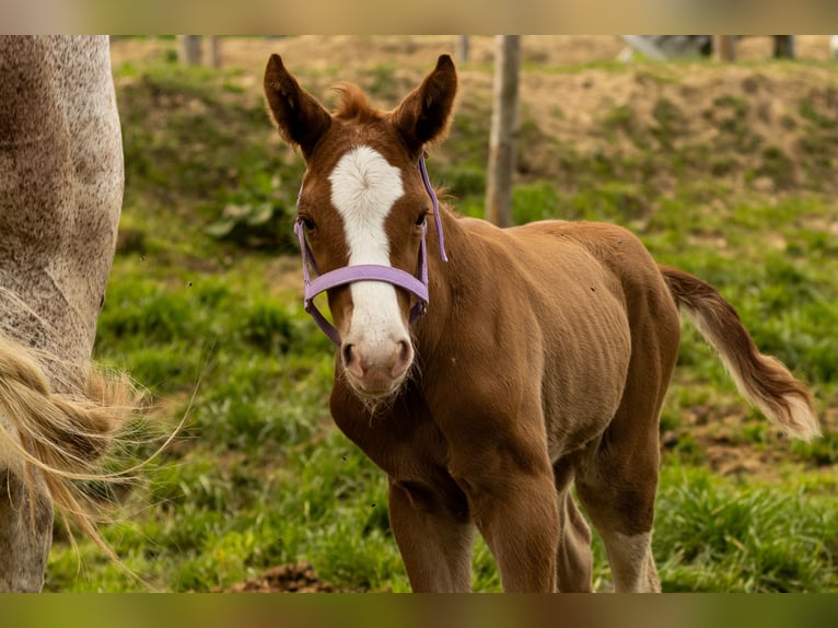 Oldenburg Stallion  16,2 hh Chestnut-Red in Krasne-Lasocice