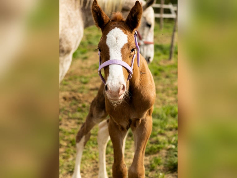 Oldenburg Stallion  16,2 hh Chestnut-Red in Krasne-Lasocice