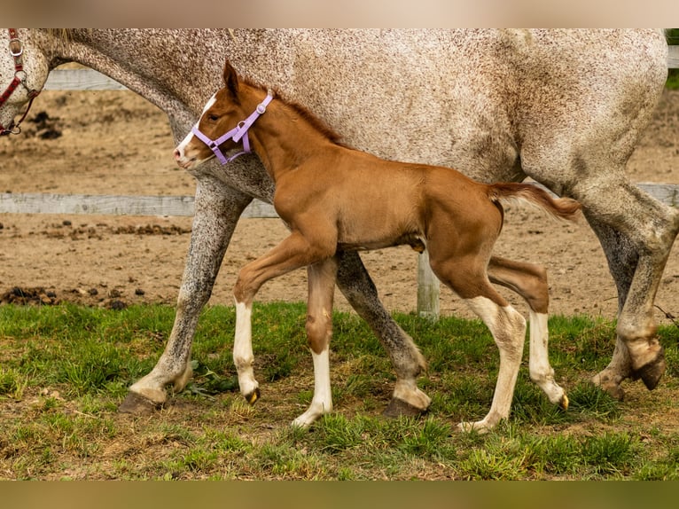 Oldenburg Stallion  16,2 hh Chestnut-Red in Krasne-Lasocice