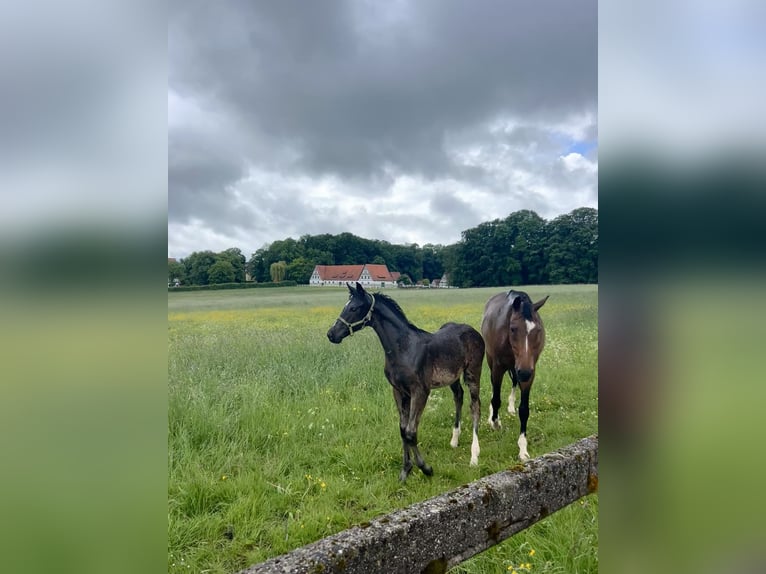 Oldenburg Stallion Foal (02/2025) 16,2 hh in Herleshausen