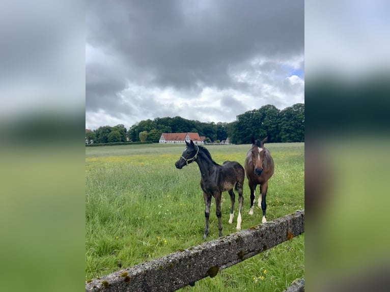 Oldenburg Stallion Foal (02/2025) 16,2 hh in Herleshausen