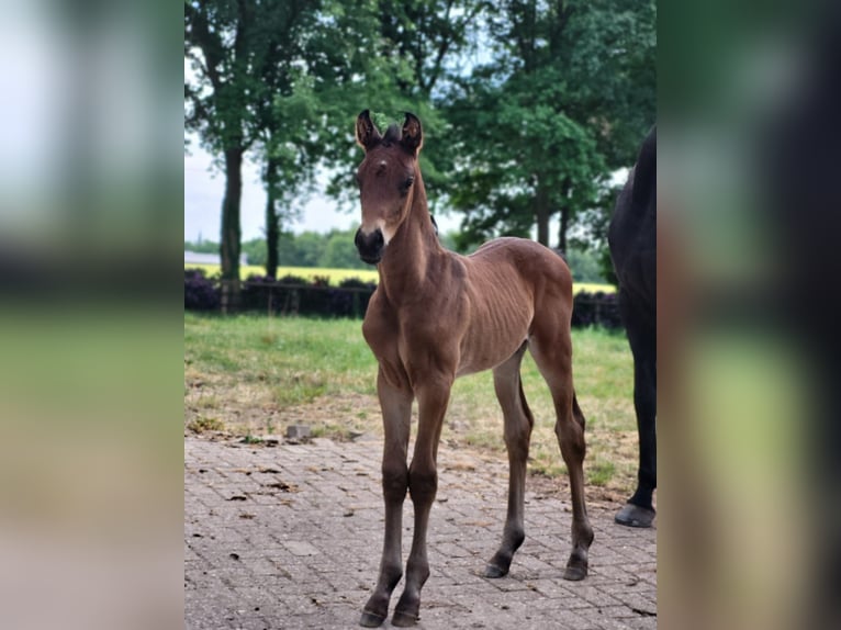Oldenburg Stallion Foal (05/2025) 16,2 hh in Steinfeld (Oldenburg)