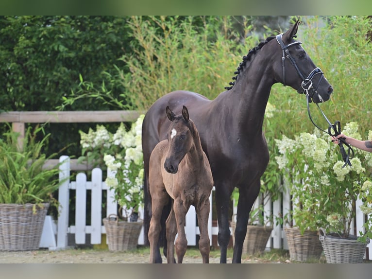Oldenburg Stallion Foal (05/2025) 16,2 hh Smoky-Black in Nordhorn