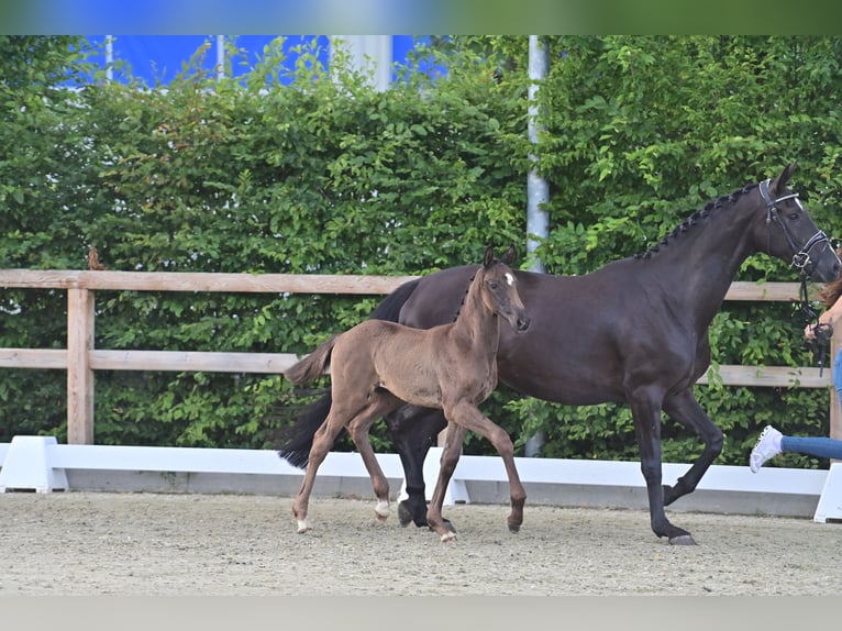 Oldenburg Stallion Foal (05/2025) 16,2 hh Smoky-Black in Nordhorn