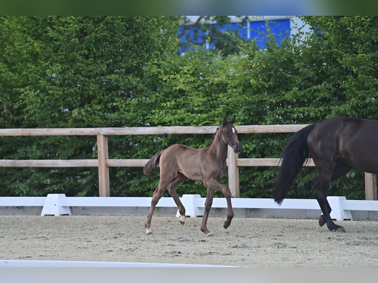 Oldenburg Stallion Foal (05/2025) 16,2 hh Smoky-Black in Nordhorn