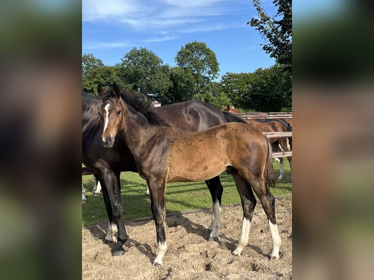 Oldenburg Stallion Foal (03/2025) 16,3 hh Bay-Dark in Blunk