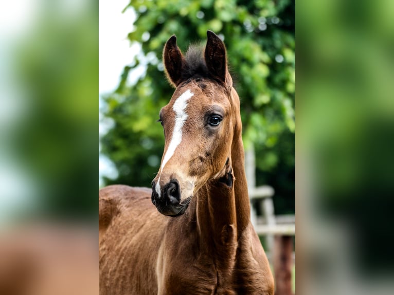 Oldenburg Stallion Foal (03/2025) 16,3 hh Bay-Dark in Blunk