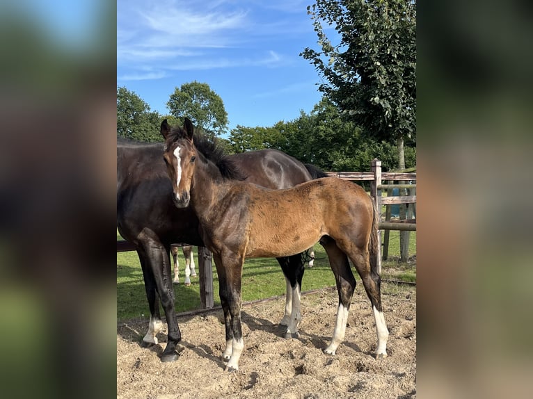 Oldenburg Stallion Foal (03/2025) 16,3 hh Bay-Dark in Blunk