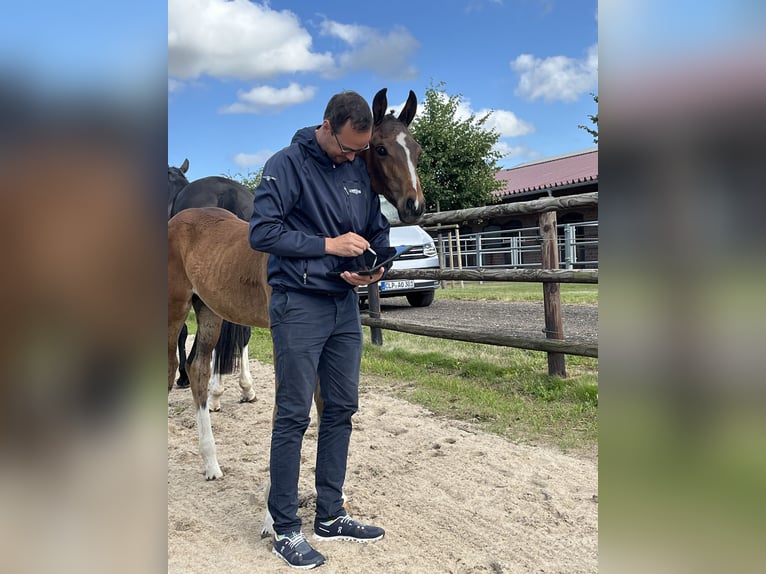 Oldenburg Stallion Foal (03/2025) 16,3 hh Bay-Dark in Blunk
