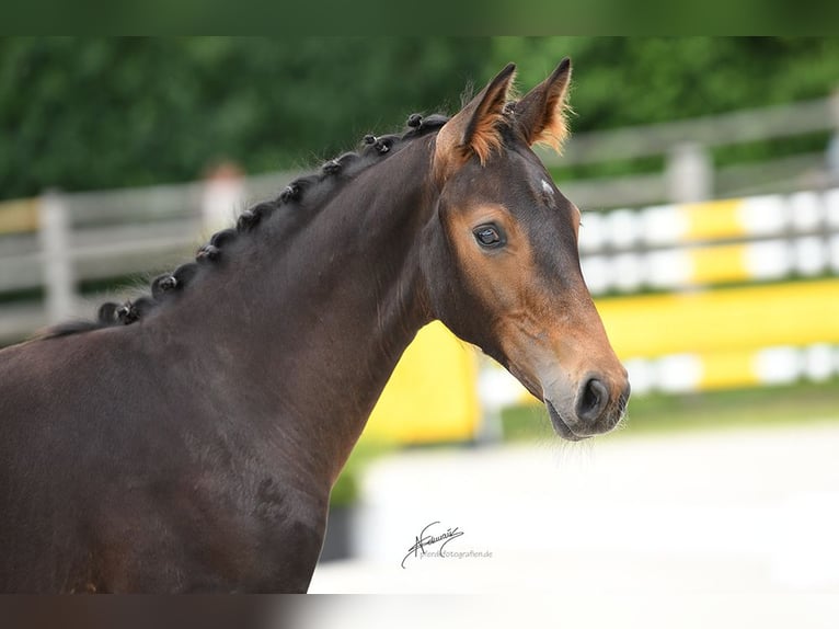 Oldenburg Stallion  16,3 hh Bay-Dark in Hennef