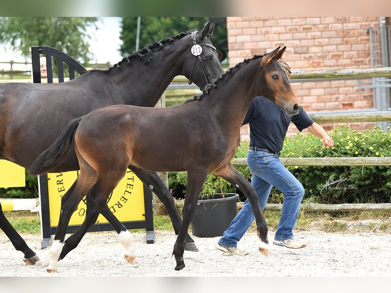 Oldenburg Stallion  16,3 hh Bay-Dark in Hennef