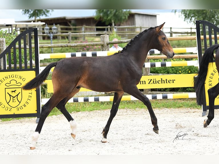 Oldenburg Stallion  16,3 hh Bay-Dark in Hennef