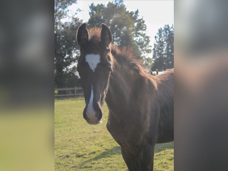 Oldenburg Stallion Foal (07/2025) 16,3 hh Black in Hamersen