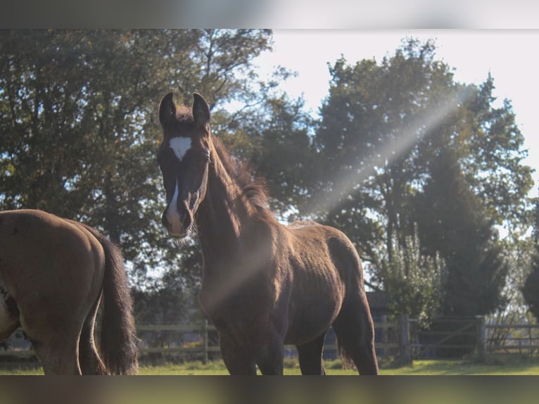 Oldenburg Stallion Foal (07/2025) 16,3 hh Black in Hamersen