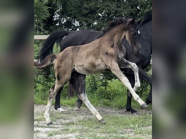 Oldenburg Stallion Foal (01/2025) 16,3 hh Black in Vechta