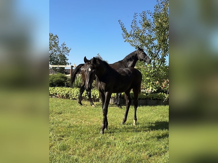 Oldenburg Stallion Foal (01/2025) 16,3 hh Black in Vechta