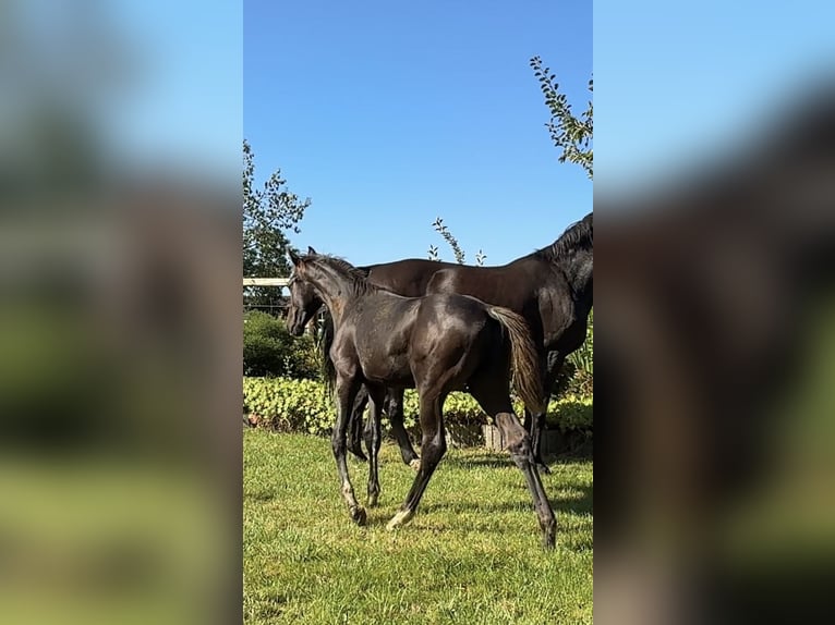 Oldenburg Stallion Foal (01/2025) 16,3 hh Black in Vechta