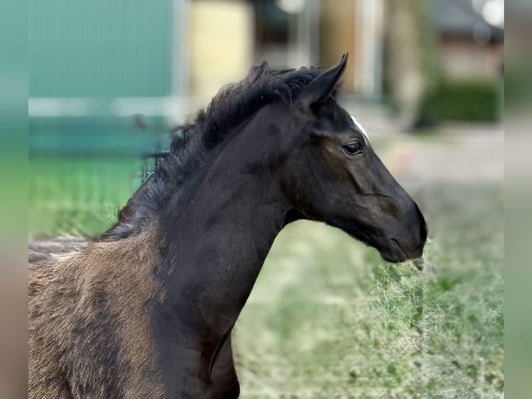 Oldenburg Stallion Foal (04/2025) 16,3 hh Black in Damme