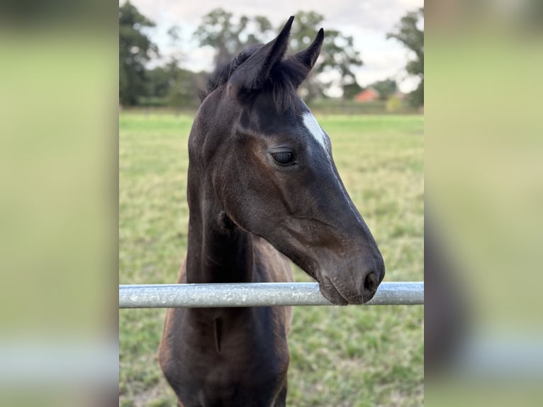 Oldenburg Stallion Foal (04/2025) 16,3 hh Black in Damme