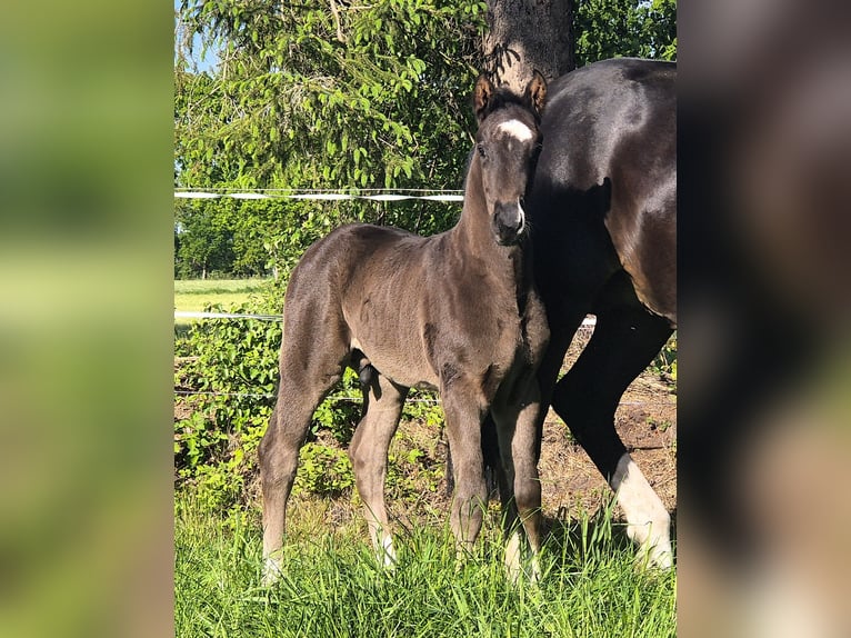Oldenburg Stallion  16,3 hh Black in Westerstede