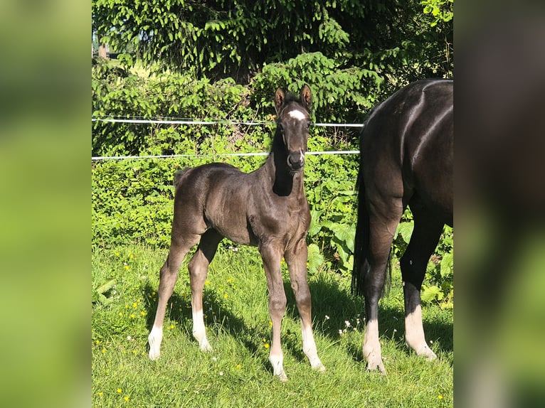 Oldenburg Stallion  16,3 hh Black in Westerstede